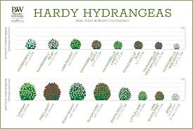 Hydrangea Comparison Charts Proven Winners