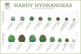 hydrangea comparison charts proven winners