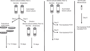However, when a patient is immunocompromised, their immune system is not able to function at its full capacity, and therefore, it takes much longer for that patient's body to adequately fight. Optimization Of The Detection Of Microbes In Blood From Immunocompromised Patients With Haematological Malignancies Clinical Microbiology And Infection