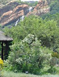 Image result for Pavetta sp. B