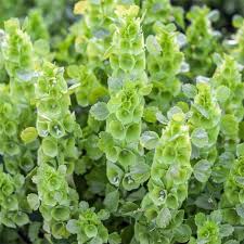 Image result for Moluccella