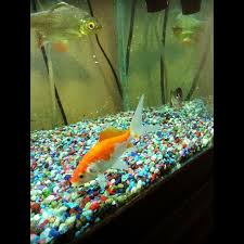 Fish Supplies Products Accessories For Fish Petsmart Aquarium Supplies Fish Supplies Aquarium