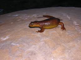 Image result for california newts