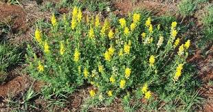Image result for Crotalaria barkae
