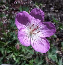For information on this wildflower identification guide and how to use the index, click. Geranium Californicum Wikipedia