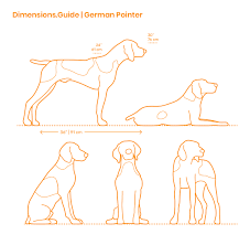 German Pointer Dimensions Drawings Dimensions Guide