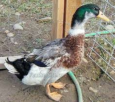 I would like to get them standardized here as the silver bantam. Silver Appleyard Ducks