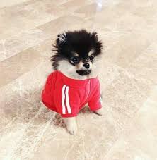 malysh tan i detenyshi zhivotnyh shenki shenok pomeranskogo shpica