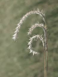 Image result for Elionurus