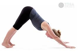 Downward Facing Dog Downward Facing Dog Yoga For Flexibility Downward Dog Pose