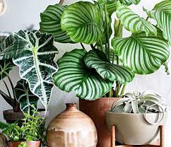 We've included a variety of your dracaena and soil are kept above the water and never fully submerged in it, so they don't get too wet. Dracaena Care For This Beginner Friendly Plant Houseplant Resource Center