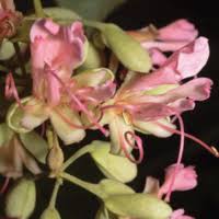 Image result for Englerodendron