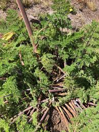 Image result for Afrosciadium rhodesicum