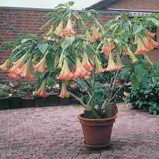 Brugmansia angel trumpet is a monster of a plant and can grow up to 12 feet (3.5 m.) tal Pink Angel Trumpet Direct Gardening