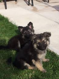 If you are thinking of buying a dog as a family pet forget that puppies for sale advert, please read this article first. Pets Pakistan German Shepherd Puppies For Adoption