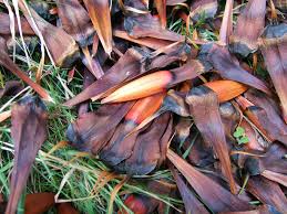It is in leaf all year, in flower in june, and the seeds ripen from september to. Monkey Tree Seed Pods Ubc Botanical Garden Forums