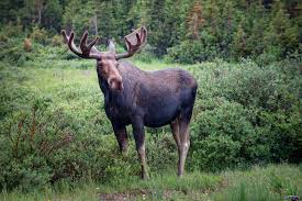 All About Moose | The Wolves And Moose Of Isle Royale