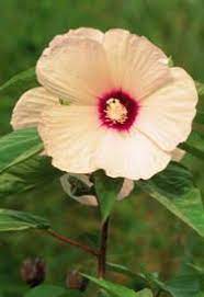 Hibiscus Lasiocarpos Rose Mallow Native Alternate To Asian Hibiscus Cultivars Native Plants Trees To Plant Plants
