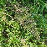 Image result for Sporobolus festivus