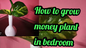 In vastu southeast direction owner is lord ganesha and planet that rule is venus. How To Grow Money Plant In Bedroom For Air Purification Youtube