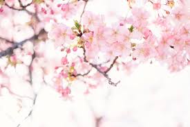 In many parts of the country, blossoming cherry blossom trees are one of the earliest signs of spring. Cherry Blossom Wallpapers Free Hd Download 500 Hq Unsplash