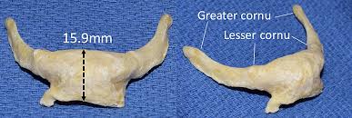 Image result for Hyoid Bone
