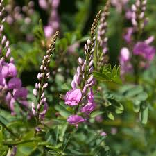 Image result for Indigofera melanadenia