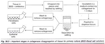 Maybe you would like to learn more about one of these? Primary Cell Culture 3 Techniques With Diagram