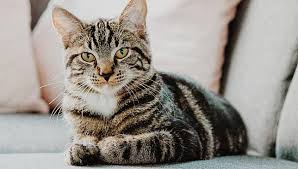 Check spelling or type a new query. 8 à¸ª à¸‡à¸«à¸²à¸„à¸¡ à¸§ à¸™à¹à¸¡à¸§à¹‚à¸¥à¸ International Cat Day à¸§ à¸™à¹à¸« à¸‡à¹à¸¡à¸§ à¹€à¸¡ à¸¢à¸§à¸§à¸§ Campus Star Line Today