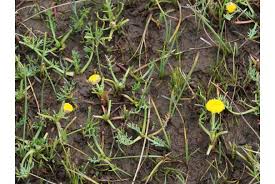 Image result for Eriocephalus ambiguus