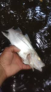 BLOQUEVERDE: Gran cantidad de peces muertos en ríos de Limón alerta a las  comunidades