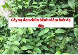 Việc áp dụng cách chữa đau dạ dày bằng thuốc nam đang rất phổ biến. Cach Dung Cay Xáº¡ Ä'en Chá»¯a Viem Loet Dáº¡ Day Táº¡i Nha
