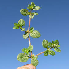 Image result for Alternanthera pungens