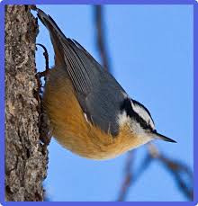 Bird With Red Neck And Head Blue Birds Seen In North America Red Breasted Nuthatch Blue Bird Birds Bird Species