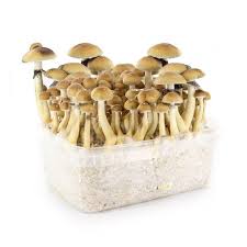 Join a magic mushroom enthusiasts' forum and ask. Golden Teacher All In One Growkit 1200 Cc 100 Myscelium Herbal Spirit