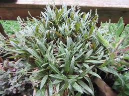 Image result for Ledebouria Unidentified sp. no3.