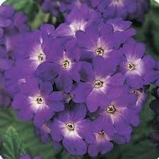 The graceful blooms of purple verbena (verbena bonariensis l., verbena canadensis, verbena lilacina, verbena x hybrida blue princess) lend their colorful beauty to borders, rock gardens. Verbena Flower Garden Seeds Quartz Xp Series Blue 1000 Seeds Annual Flower Gardening Seeds Walmart Com Walmart Com