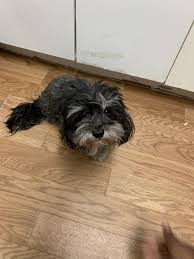 Florida pups has akc havanese puppies for sale in florida. Havanese Puppies For Sale Tampa Fl 317042 Petzlover