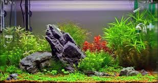 Live Plants For Nature Aquariums Nature Aquarium Artificial Aquarium Plants Planted Aquarium