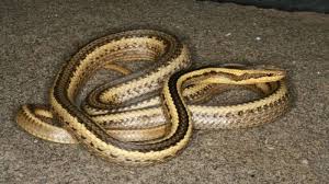 Milk snakes are frequently found in and around 50 Snakes In One House Create Scare In Up S Fatehpur India News India Tv