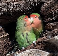 Maybe you would like to learn more about one of these? Rosy Faced Lovebird Birdfinding Info
