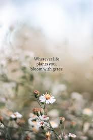 Reading sunflower quotes is a great way to start your day and give you inspiration. 3 Word Flower Quotes Novocom Top