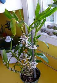 Keikis What They Are And What To Do With Them Dendrobium Orchids Dendrobium Orchids Care Dendrobium Nobile
