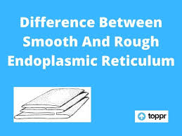 Maybe you would like to learn more about one of these? Difference Between Smooth And Rough Endoplasmic Reticulum