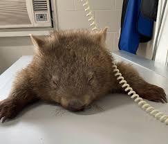 İnsanlığımızı ne zaman kaybettik, hayvan hakları yasası 2020. 3 Milyar Hayvani Yok Eden Yanginin Kahramanlari Vombatlar Independent Turkce