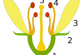 Image result for Lefebvrea longipedicellata