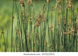 Image result for Schoenoplectus erectus