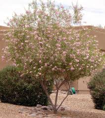 Check spelling or type a new query. Love To Know The Beauty Of Desert Willow Tree Getrather Com
