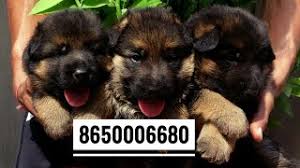 Our puppies are raised in our home with love and affection. German Shepherd Long Coat Puppies For Sale 8650006680 Dehradun Patna Delhi Lucknow Ranchi Haldwani By Rohit