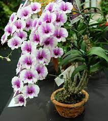 Line Flower Dendrobium Orchids Repotting Orchids Orchids